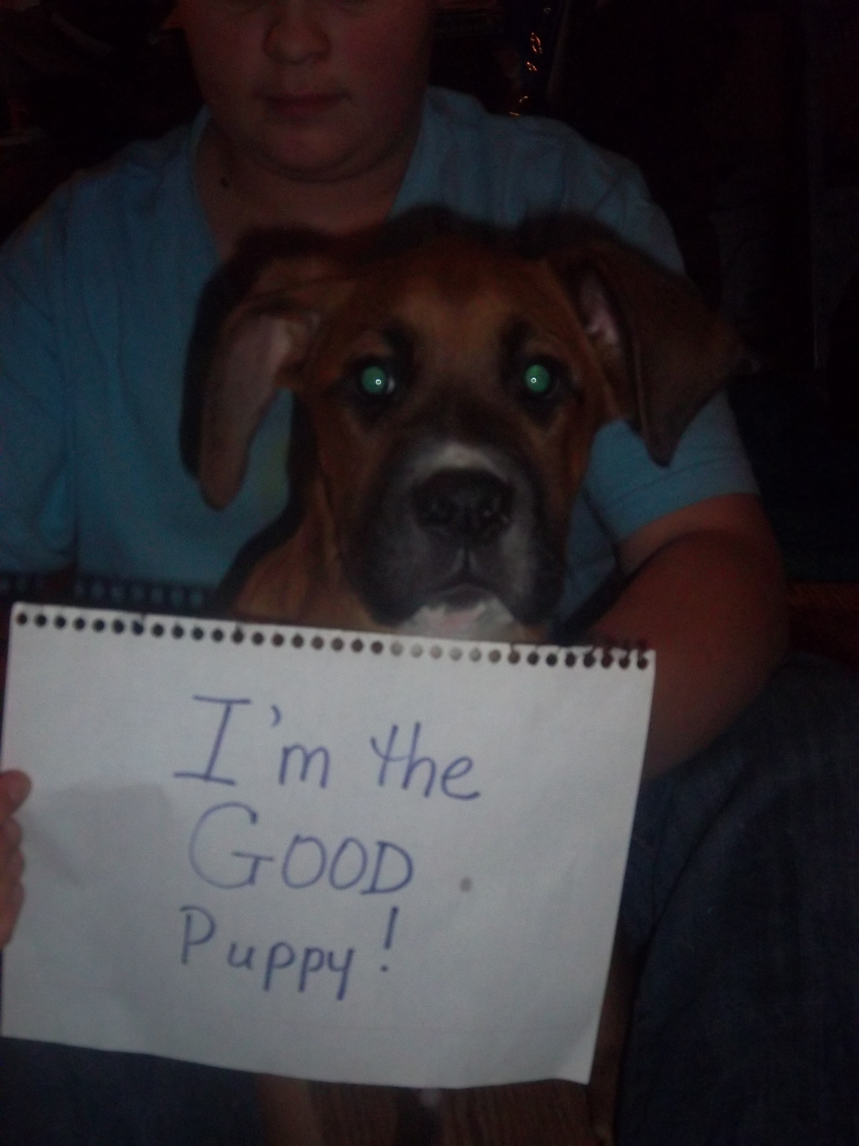 http://thehomesteadingboards.com/wp-content/uploads/2013/06/h6021-pups113012-006.JPG