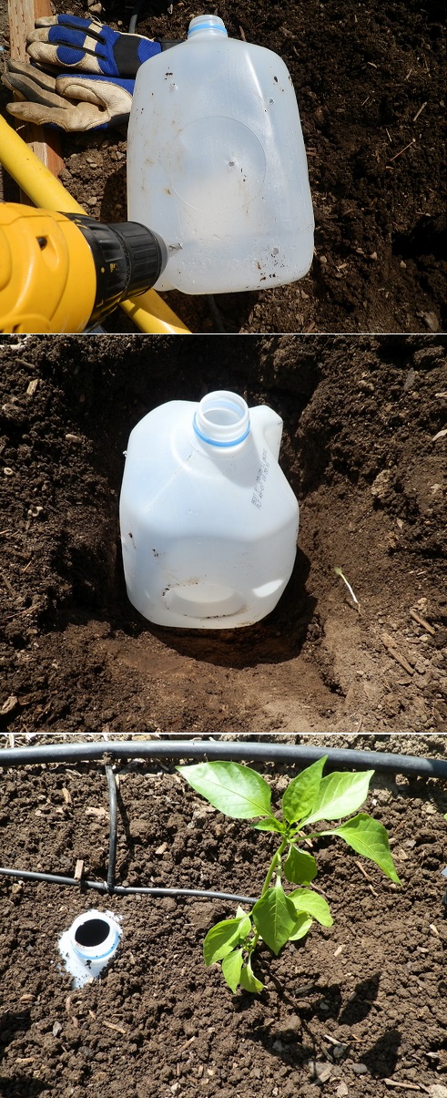 tdwc4-Milk-Jug-Slow-Drip-Watering-System.jpg