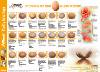 alltech-egg-shell-quality-image