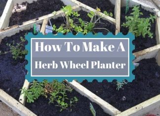 herb wheel planter